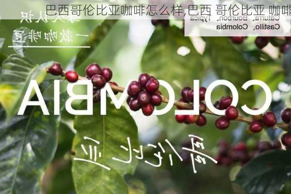 巴西哥伦比亚咖啡怎么样,巴西 哥伦比亚 咖啡