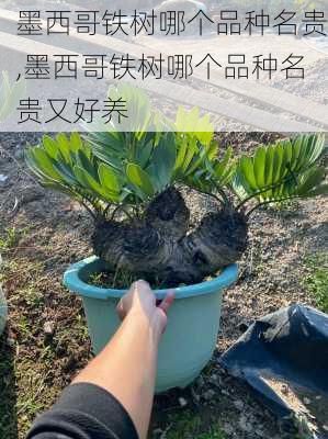 墨西哥铁树哪个品种名贵,墨西哥铁树哪个品种名贵又好养
