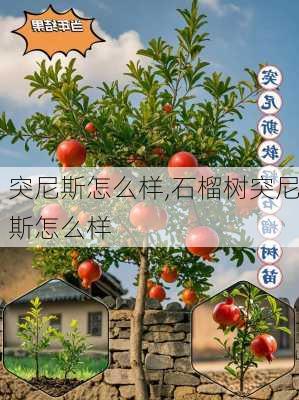 突尼斯怎么样,石榴树突尼斯怎么样