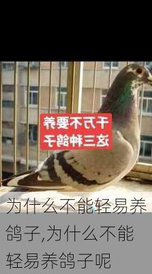 为什么不能轻易养鸽子,为什么不能轻易养鸽子呢