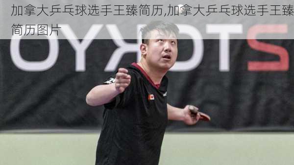 加拿大乒乓球选手王臻简历,加拿大乒乓球选手王臻简历图片