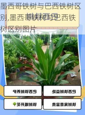 墨西哥铁树与巴西铁树区别,墨西哥铁树与巴西铁树区别图片