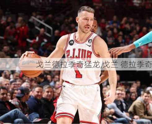 戈兰德拉季奇猛龙,戈兰 德拉季奇