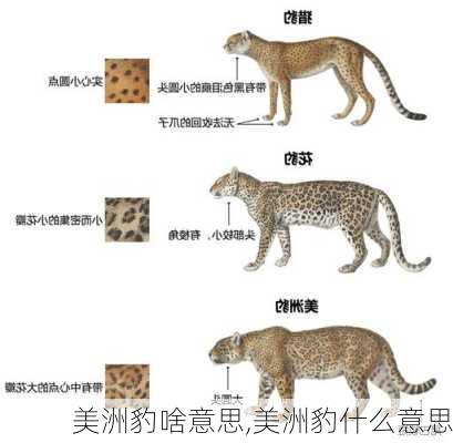 美洲豹啥意思,美洲豹什么意思