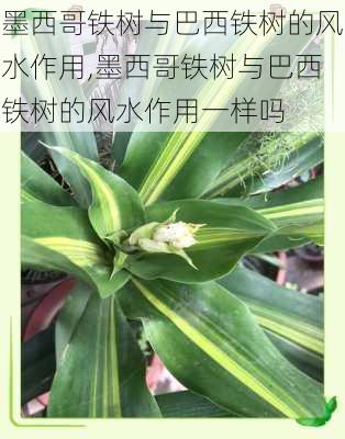 墨西哥铁树与巴西铁树的风水作用,墨西哥铁树与巴西铁树的风水作用一样吗